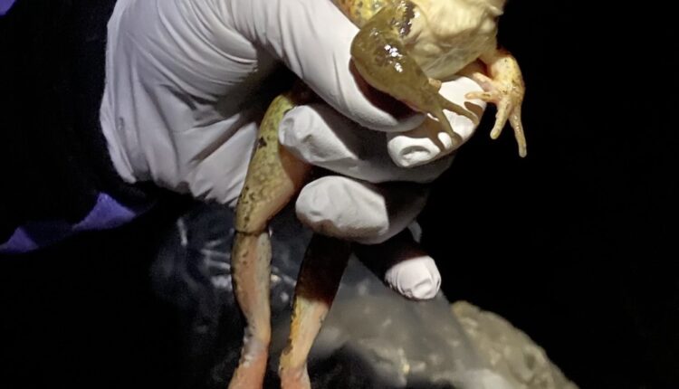 Two separate populations of endangered frogs breed in the Santa Monica Mountains

