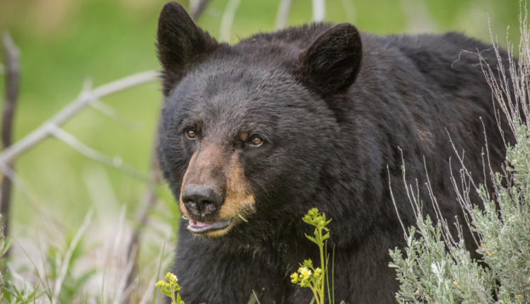 Los Angeles grocery shoppers are terrorized by bears strolling the aisles

