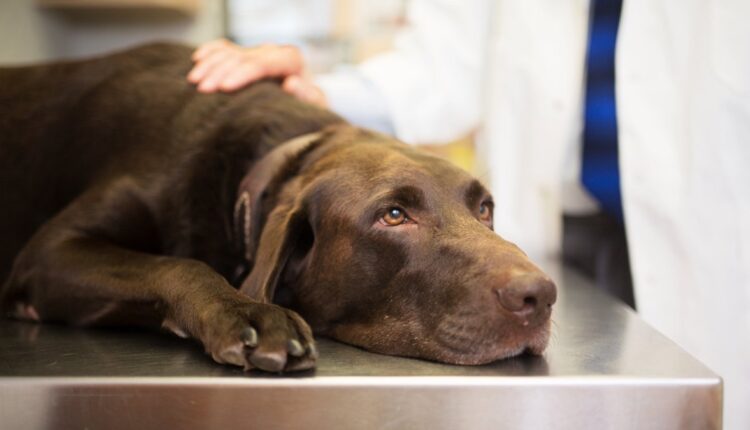 Rare Dog Disease on the Rise in West LA County - NBC Los Angeles

