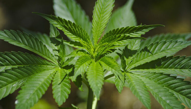 California counties are considering changes in cannabis cultivation

