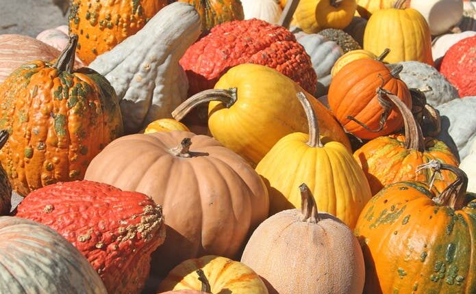 Santa Monica Pumpkin Patch Guide 2021

