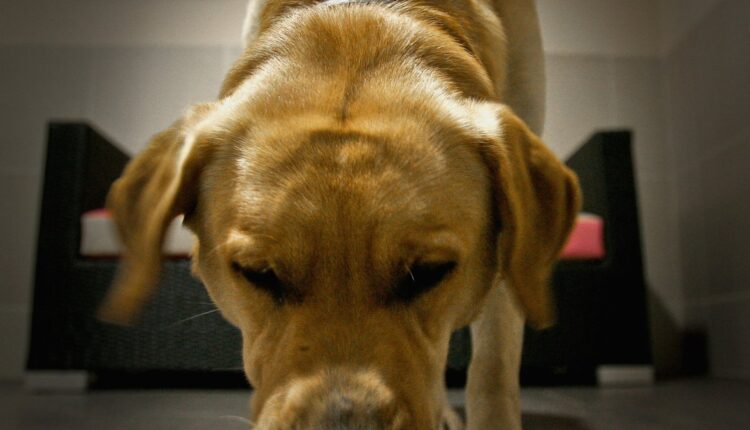 Vets Encourage Canine Flu Vaccination After Los Angeles Outbreak - NBC 7 San Diego

