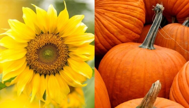 It's a Sunflower Pumpkin Mash Up in Costa Mesa - NBC Los Angeles

