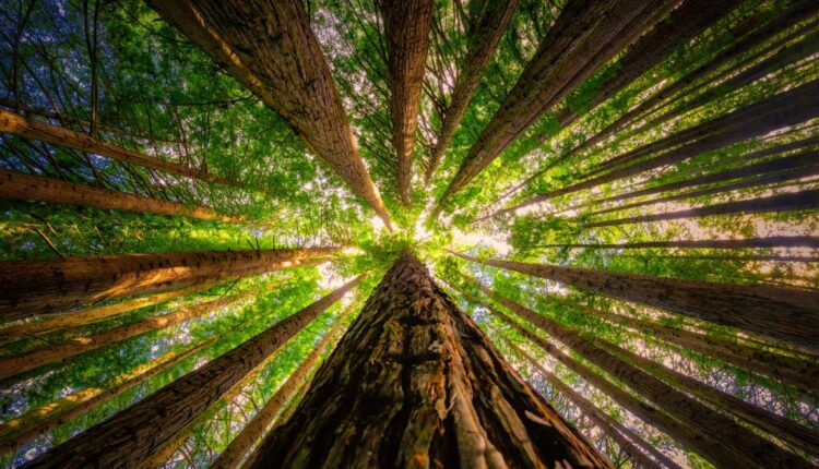 Celebrate the Redwoods from Home - NBC Los Angeles

