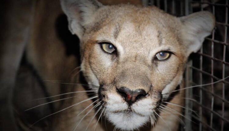 P-99 is the newest mountain lion in the groundbreaking study of the Santa Monica Mountains

