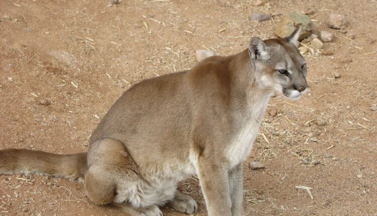 Female Mountain Lion is 99th tracked in the study of the Santa Monica Mountains

