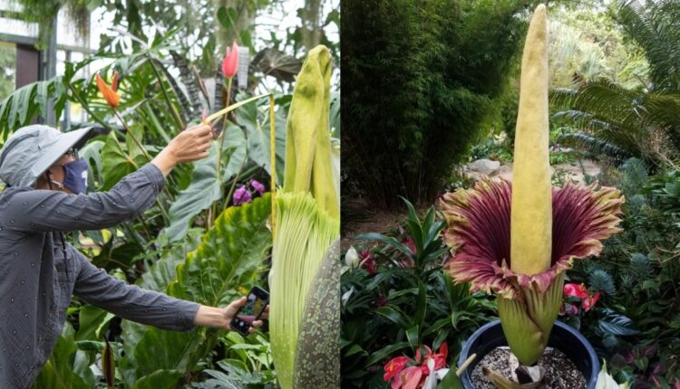 This corpse flower opened on Halloween - NBC Los Angeles

