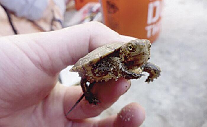   Rescue native turtles one gallon at a time |  Malibu life

