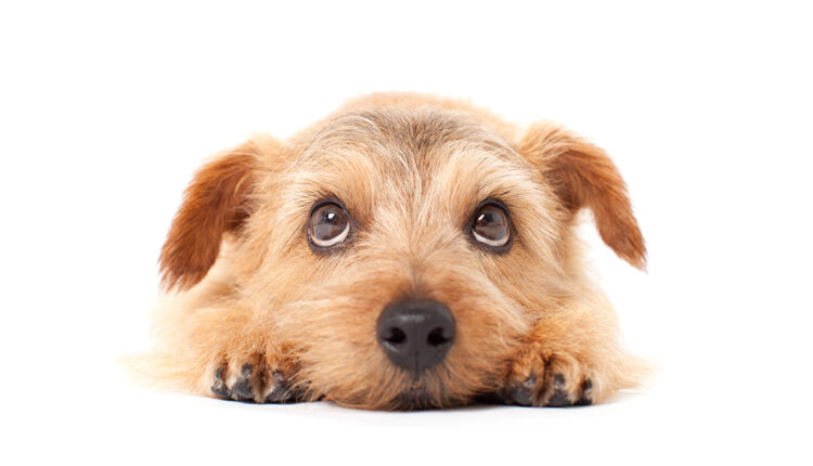 An epic healthcare crisis shatters the veterinary system

