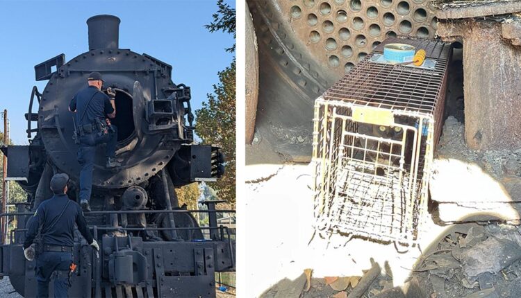 Kitten rescued from vintage locomotive - NBC Los Angeles

