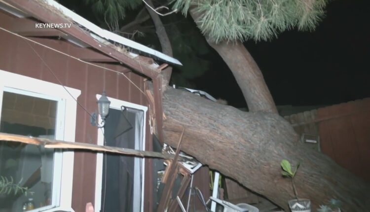 Powerful winds topple trees in SoCal amid a red flag warning


