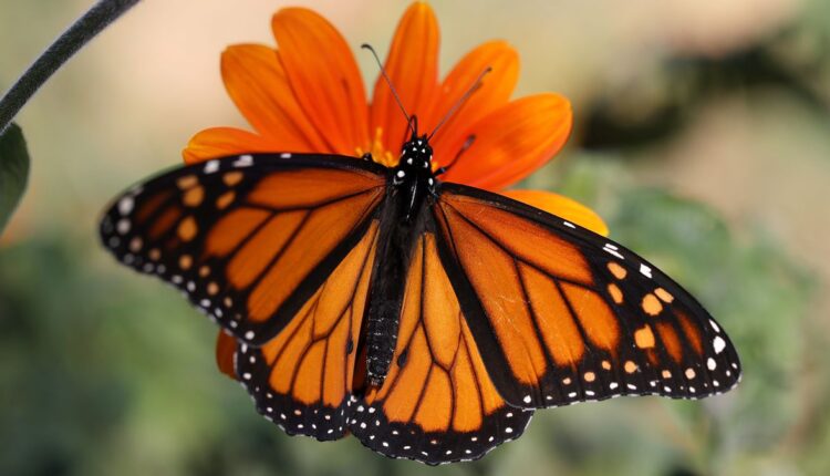   The butterflies are back!  The annual migration of monarchs shows the highest number in years

