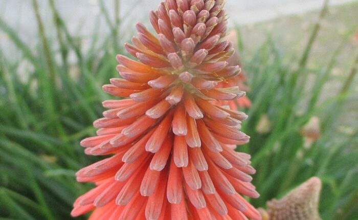 Chill helps plants differentiate between the seasons

