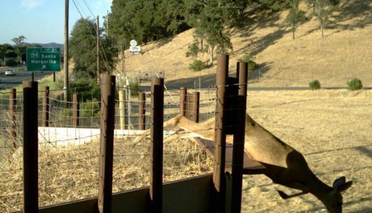 What will a wildlife crossing in Gaviota look like?

