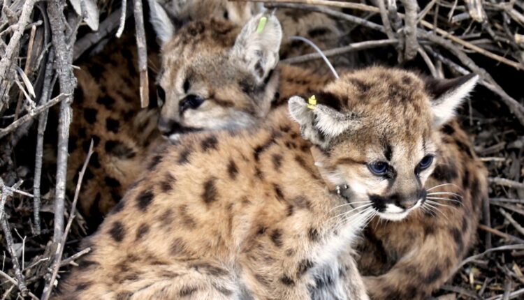 Mountain lion kittens found near the Thousand Oaks office building

