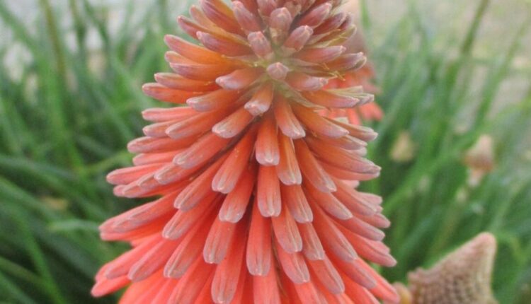  Chill helps plants differentiate between the seasons |  Tony Tomeo |  Lifestyles

