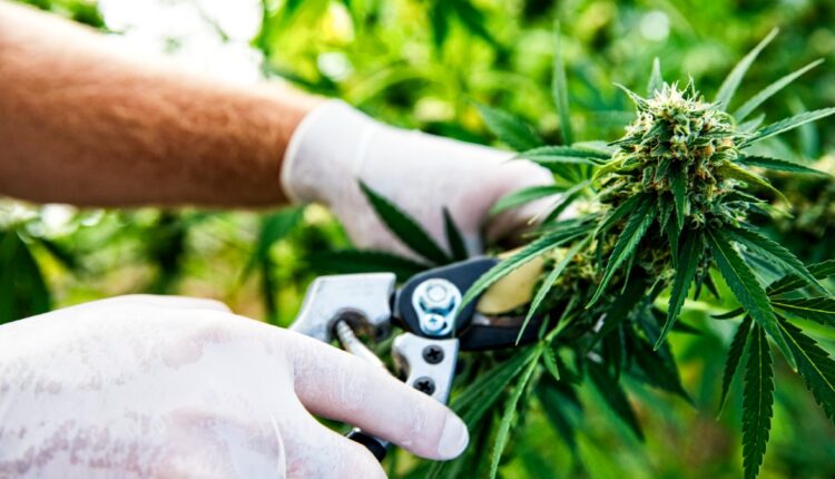 California marijuana companies warn of an impending industry collapse - NBC Los Angeles

