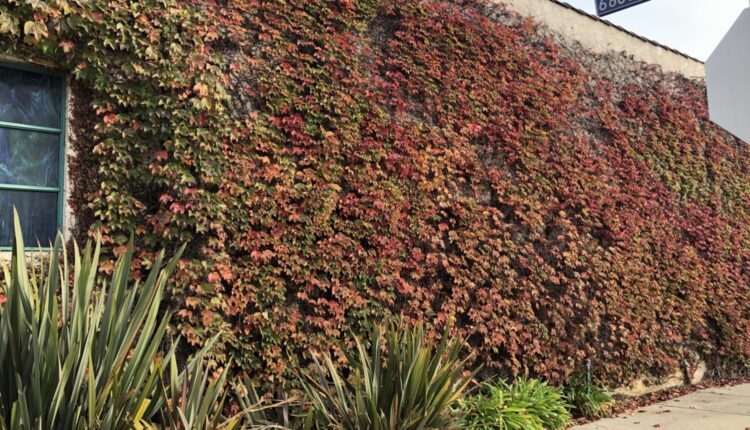 Exploring the "central beating heart" of LA

