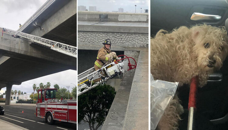 Dog rescued from freeway overpass in El Segundo - NBC Los Angeles

