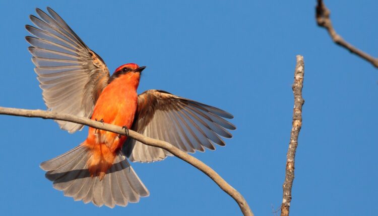 The Vermilion Flycatcher is a tropical bird species that’s moved into Southern California in recent years. They are usually common in LA during the summer, but volunteers with the San Fernando Valley Christmas Bird Count spotted them during the winter.