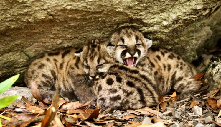 Inbreeding could mean the end of the Southern California mountain lions, but there's a way to save them - the Orange County Register

