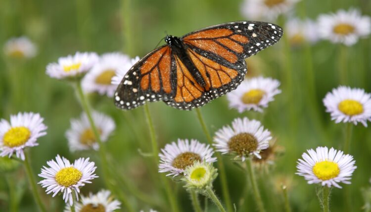 Mice eat monarch butterflies in Pismo Beach

