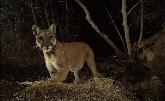 Letter to the editor: A solution for drivers and mountain lions alike

