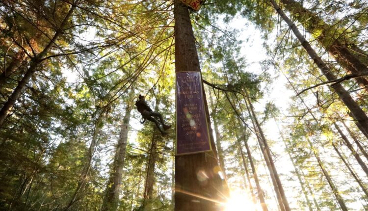 A war to halt logging in Northern California reignites
