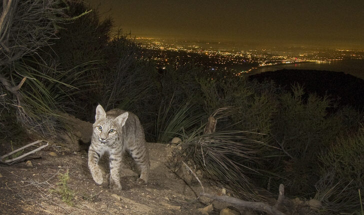 LA Lawmakers Direct City to Offer Santa Monica Mountains Conservancy First Right of Refusal Before Future Sales of Hillside Surplus Property
