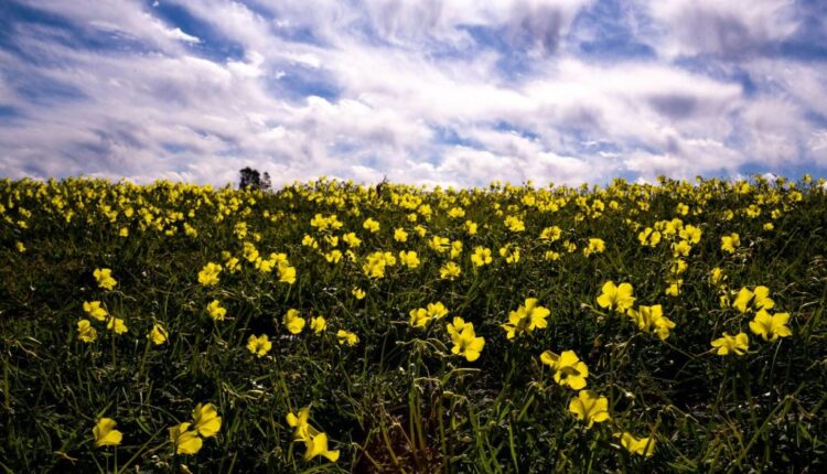 Community meetings in the San Fernando Valley area, March 21-28 - Daily News
