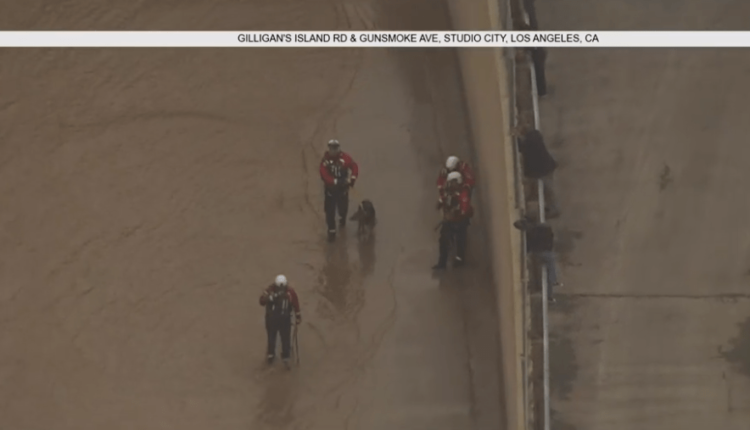 Firefighters Rescue Dog Stranded for Nearly 2 Hours at LA River – NBC Los Angeles
