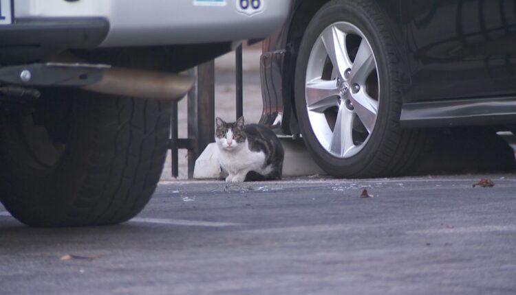 Feral cat population exploding in Los Angeles
