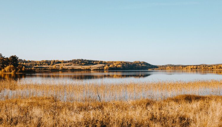 Los Angeles approves funding for rehabilitation at Ballona Wetlands
