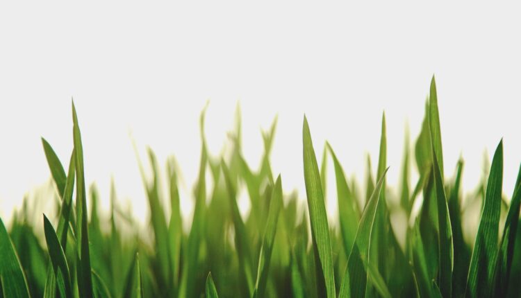 Western US cities to remove decorative grass amid drought
