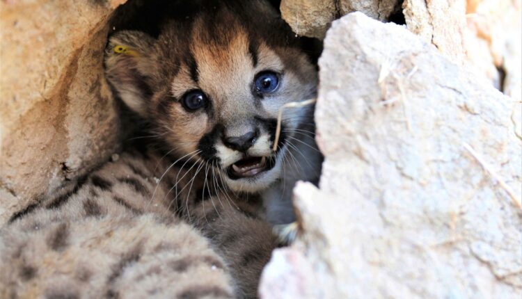 Mountain lion delivers 4 female kittens in Santa Monica Mountains - Daily News
