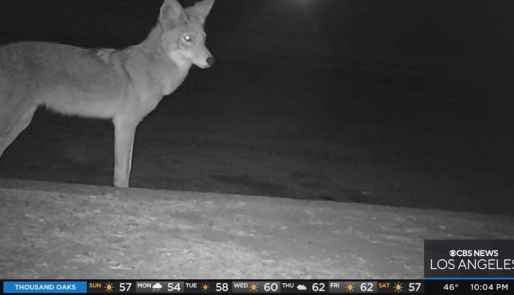 Coyotes kill three small dogs over weekend in San Fernando Valley
