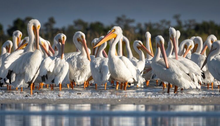 Bird Buffs Flock to Morro Bay for a Fabulous Feather Fest – NBC Los Angeles
